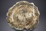 Polished Triassic Petrified Wood Table - Madagascar #303667-1